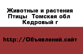 Животные и растения Птицы. Томская обл.,Кедровый г.